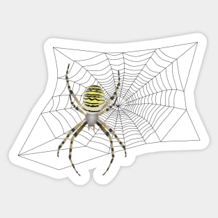 spider on web Sticker